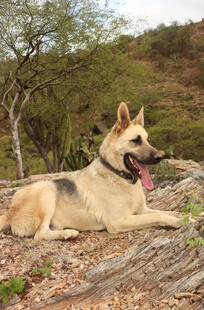 户外休憩的德国牧羊犬