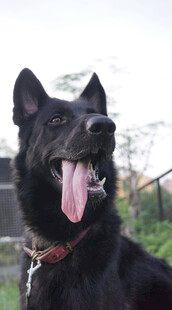 可爱黑犬吐舌露欢颜