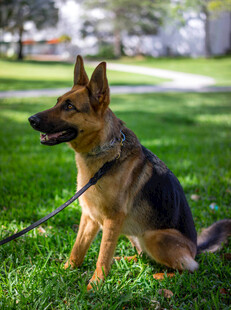 德国牧羊犬坐于绿草地上