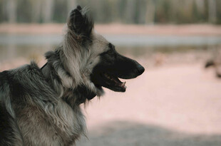 侧头的帅气德国牧羊犬