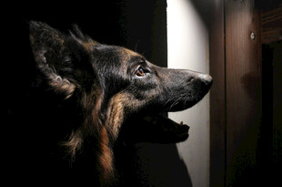 警觉的德国牧羊犬