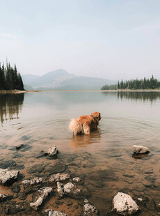 湖畔金毛犬的悠然时光