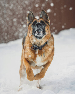 雪地中跳跃的德国牧羊犬