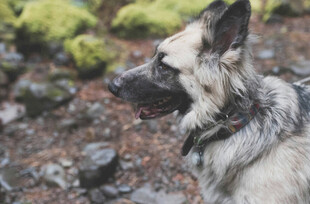 户外的帅气德国牧羊犬