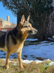 雪地中的德国牧羊犬