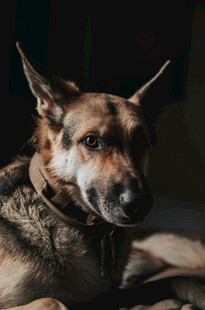 趴着的帅气德国牧羊犬
