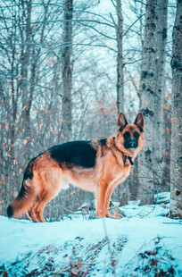 雪地中站立的德国牧羊犬
