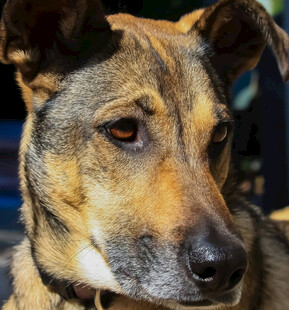 棕色犬特写
