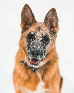 雪中欢乐的狗狗