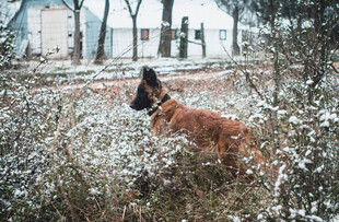 雪地中站立的棕色大狗