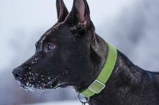 雪地中戴绿项圈的黑犬