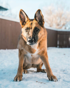 雪地中的德国牧羊犬