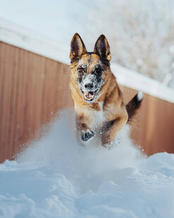雪地中跳跃的帅气德国牧羊犬