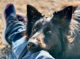 人与黑狗亲密依偎瞬间