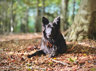林间黑犬静卧赏秋景
