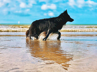 黑狗在海边踏浪
