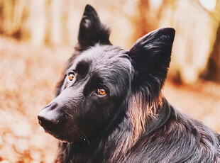 黑犬静立在秋日落叶间