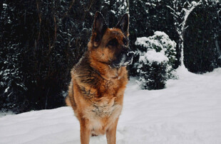 雪地中的德国牧羊犬