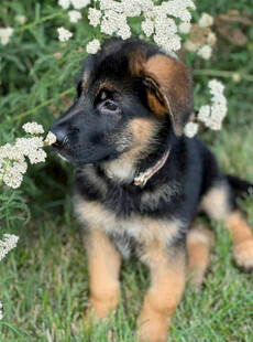 可爱德牧幼犬在花草间