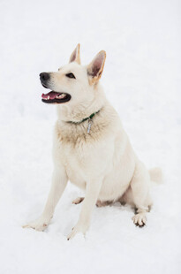 雪地中坐立的可爱白犬