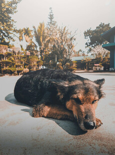 趴着休息的德国牧羊犬