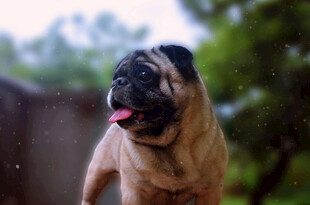 可爱八哥犬户外吐舌瞬间