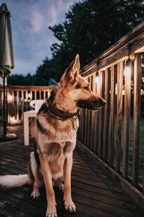 夜晚木栈道上的德国牧羊犬