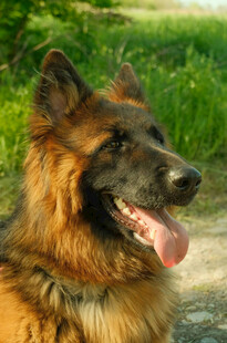 帅气德国牧羊犬户外照