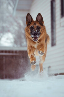 雪地中奔跑的德国牧羊犬