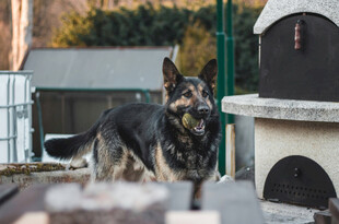 户外的德国牧羊犬