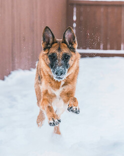 雪地中奔跑的德国牧羊犬