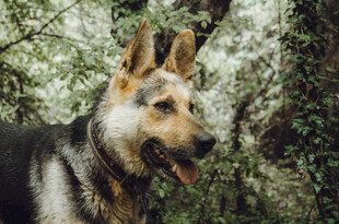 林间德国牧羊犬