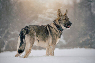 雪地中的帅气德国牧羊犬