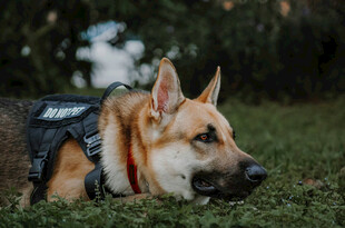 趴着的德国牧羊犬