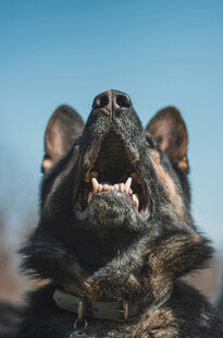 仰头吠叫的德国牧羊犬