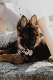 人与德国牧羊犬惬意相伴