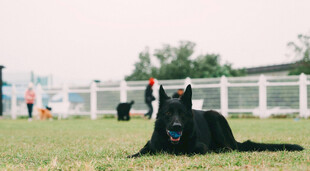 草地上休憩的黑色宠物犬