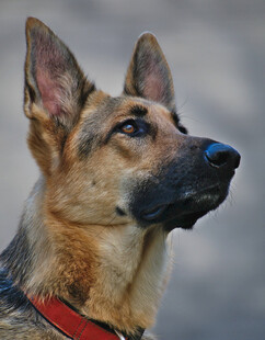 德国牧羊犬特写