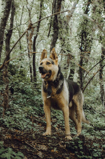 森林中站立的帅气德国牧羊犬