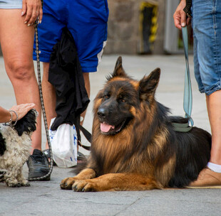 户外休憩的德国牧羊犬