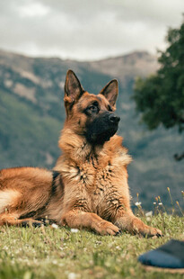 草地休憩的帅气马犬