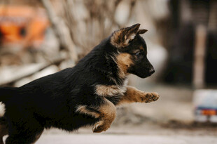 德国牧羊犬幼犬活力瞬间
