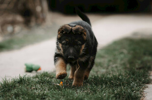 草地漫步的可爱幼犬