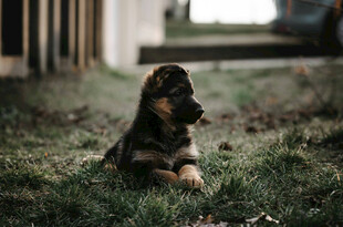 草地上的可爱德国牧羊犬