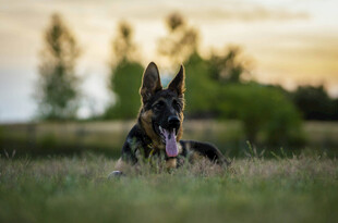 夕阳下的德国牧羊犬