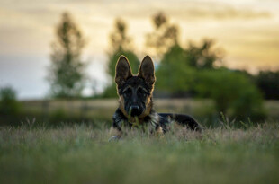 夕阳下的德国牧羊犬