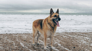 海滩上的帅气德国牧羊犬