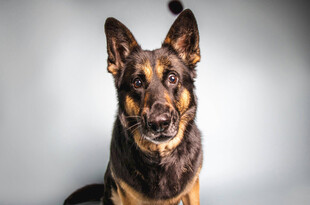 帅气德国牧羊犬正面照