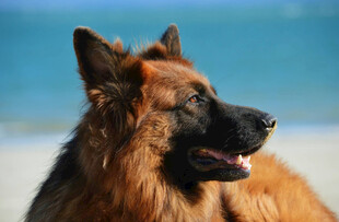 海边的德国牧羊犬