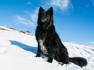 雪地中的黑色牧羊犬